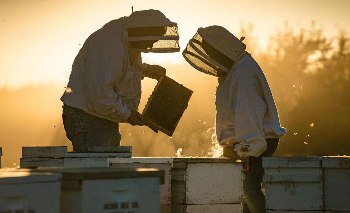 Pomona Farming Bees